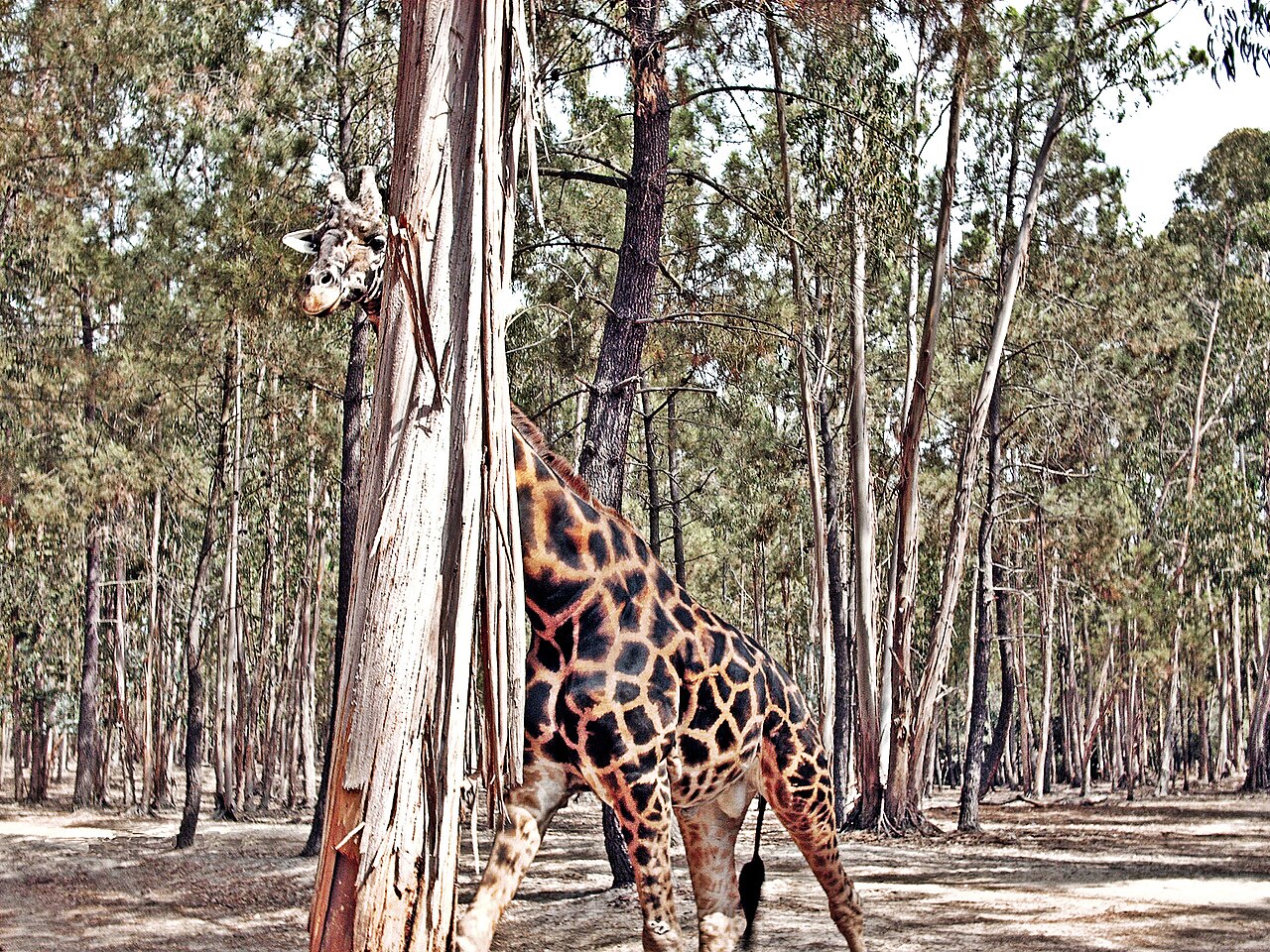Badoca Safari Park